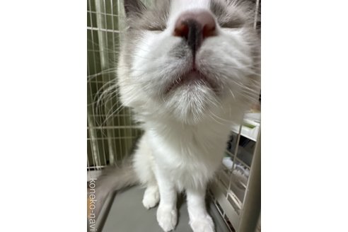 小林綾ブリーダーの詳細