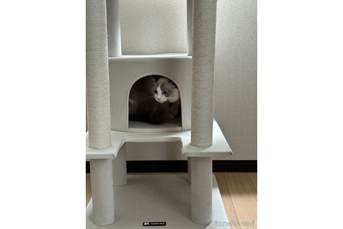 小林綾ブリーダーの詳細