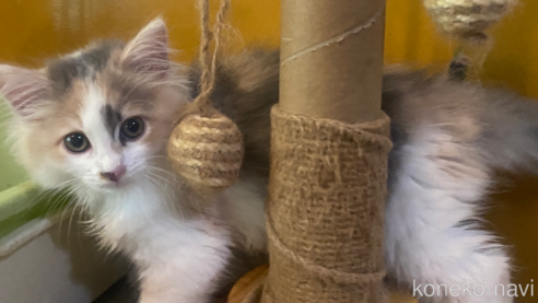 サイベリアンの子猫を探す（31ページ目）｜子猫ブリーダーナビ