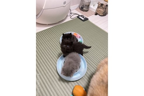 長谷川美奈ブリーダーの詳細