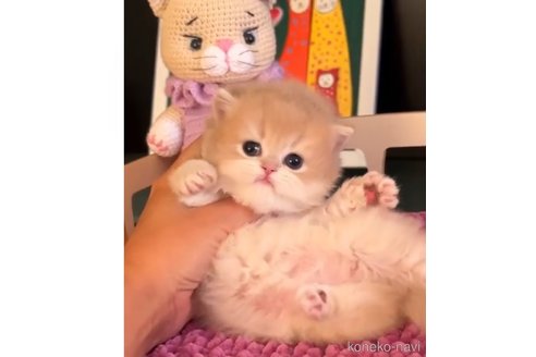 于旭芝ブリーダーの詳細