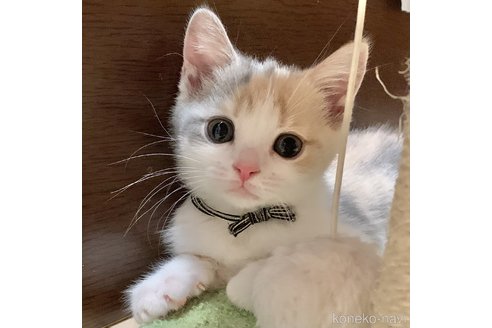 小澤利恵ブリーダーの詳細の1枚目