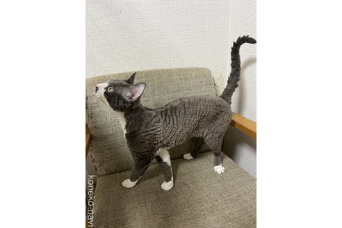 堀江瑩根ブリーダーの詳細の1枚目