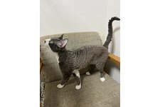 堀江瑩根ブリーダー