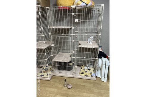 堀江瑩根ブリーダーの詳細