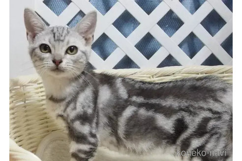 販売中のスコティッシュフォールドの親猫