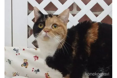 販売中のスコティッシュフォールドの親猫