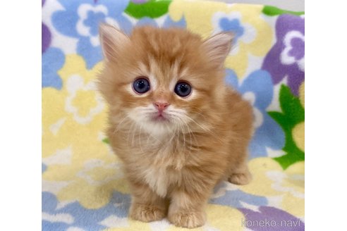 ミヌエットの子猫を探す（51ページ目）｜子猫ブリーダーナビ