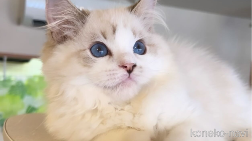 超素敵☆もっちりある猫☆もっちり☆フェイス☆ポーチ