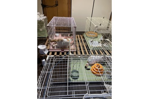 松永美香ブリーダーの詳細