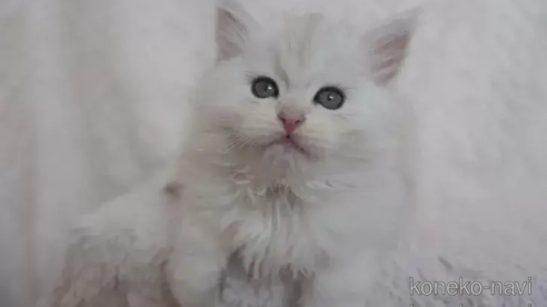 サイベリアンでシルバー系の子猫を探す｜子猫ブリーダーナビ
