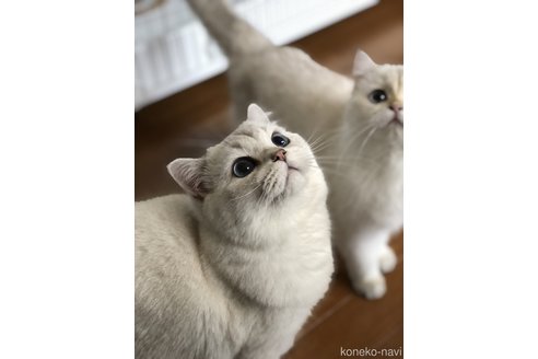 酒井あゆこブリーダーの詳細の1枚目