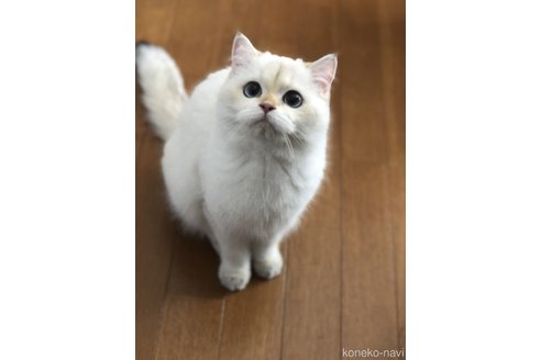 酒井あゆこブリーダーの詳細