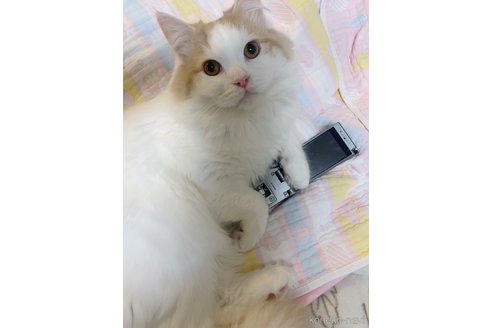 吉田和右ブリーダーの詳細