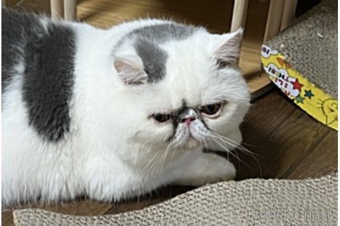 販売中のエキゾチックショートヘアの親猫