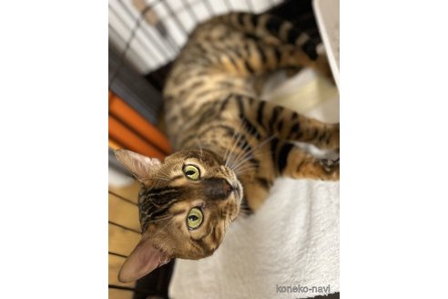 販売中のベンガルの親猫
