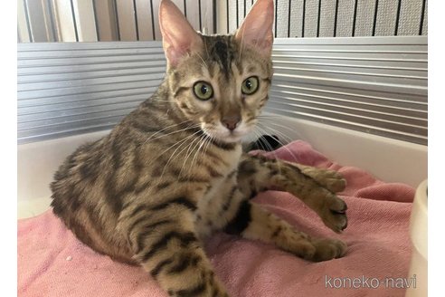 販売中のベンガルの親猫