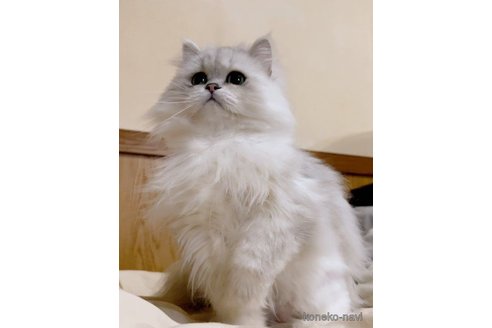 販売中のペルシャ(チンチラ)の親猫