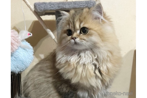 販売中のペルシャ(チンチラ)の親猫