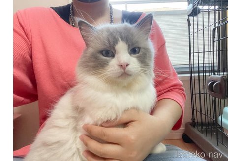 販売中のラグドールの親猫