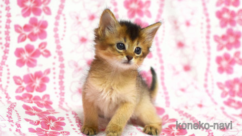 宝石ルース 【とても可愛いネコちゃんカット】希少なアマゾナイト1.42