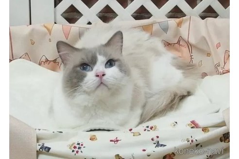販売中のラグドールの親猫