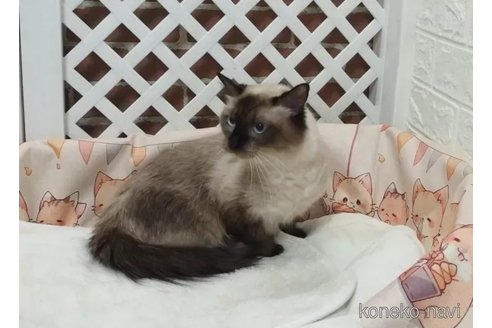 販売中のラグドールの親猫
