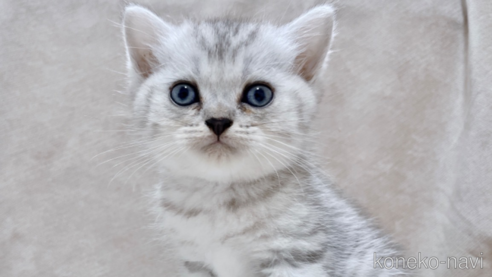 ミヌエットの子猫を探す（36ページ目）｜子猫ブリーダーナビ