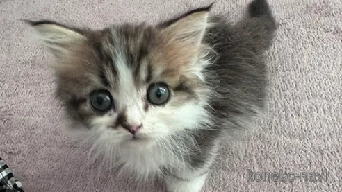 ミヌエットの子猫を探す（36ページ目）｜子猫ブリーダーナビ