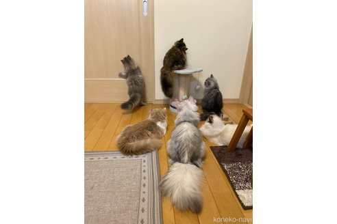 大石まなみブリーダーの詳細