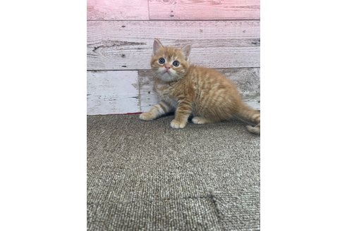 祖父江忠史ブリーダー｜子猫ブリーダーナビ