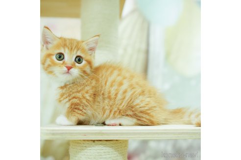 ミヌエットの子猫を探す（36ページ目）｜子猫ブリーダーナビ