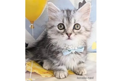ミヌエットの子猫を探す（36ページ目）｜子猫ブリーダーナビ