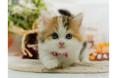 ミヌエットの子猫を探す（36ページ目）｜子猫ブリーダーナビ
