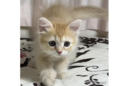 ミヌエットの子猫を探す（36ページ目）｜子猫ブリーダーナビ