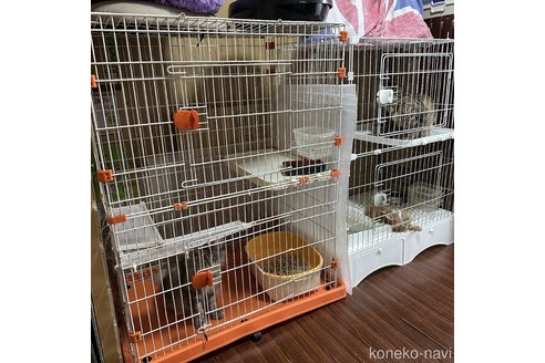 山田ルミブリーダーの詳細