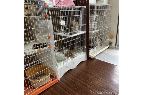 山田ルミブリーダーの詳細