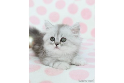 ミヌエットの子猫を探す（36ページ目）｜子猫ブリーダーナビ