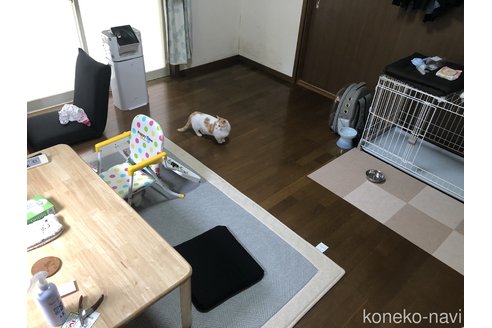 板敷直紘ブリーダー|子猫ブリーダーナビ 板敷直紘ブリーダー|子猫ブリーダーナビ