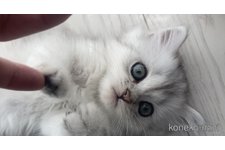 小柳美穂ブリーダー