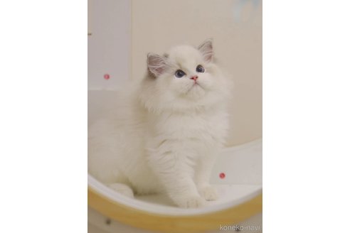 LINXUANブリーダーの詳細