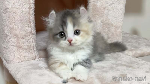 ミヌエットの子猫を探す（36ページ目）｜子猫ブリーダーナビ
