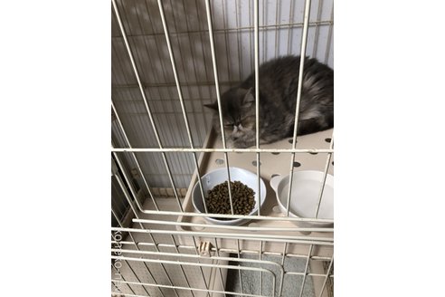大河内一寿子ブリーダーの詳細