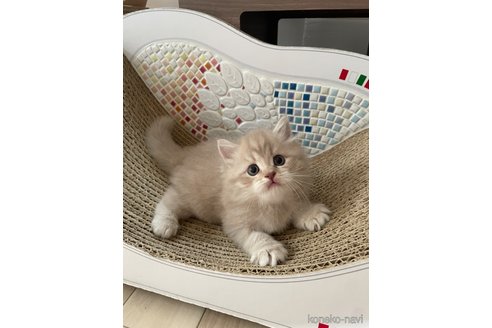 ミヌエットの子猫を探す（36ページ目）｜子猫ブリーダーナビ