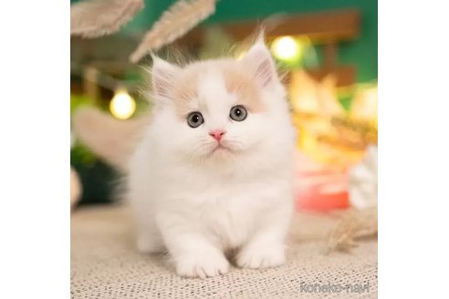ミヌエットの子猫を探す｜子猫ブリーダーナビ