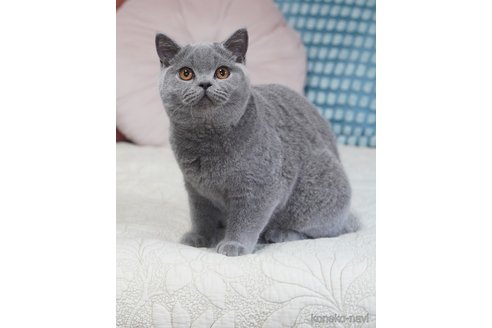 販売中のブリティッシュショートヘアの親猫