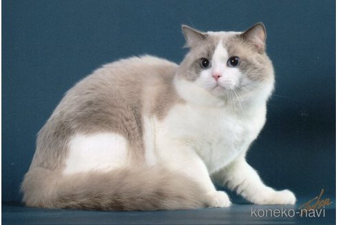 吉岡泰子ブリーダーの詳細の1枚目