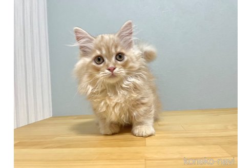 ミヌエットの子猫を探す（36ページ目）｜子猫ブリーダーナビ