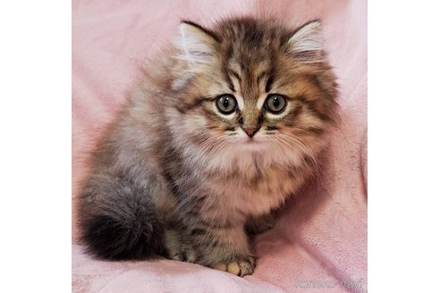 ミヌエットの子猫を探す（36ページ目）｜子猫ブリーダーナビ