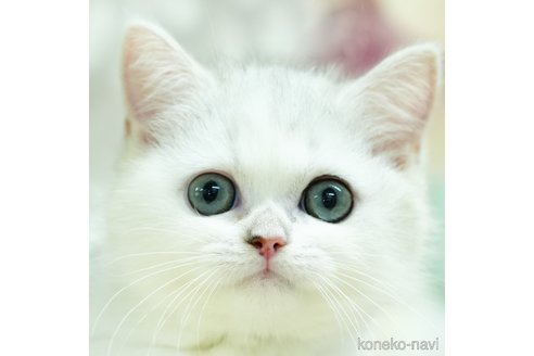 ミヌエットの子猫を探す｜子猫ブリーダーナビ